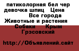 патиколорная бел/чер девочка шпиц › Цена ­ 15 000 - Все города Животные и растения » Собаки   . Крым,Грэсовский